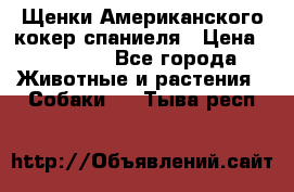 Щенки Американского кокер спаниеля › Цена ­ 15 000 - Все города Животные и растения » Собаки   . Тыва респ.